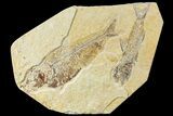 Rare Amphiplaga With Diplomystus - Green River Formation #120981-1